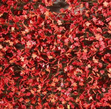Ahornlaub (rot) Grösse ca.15x4 cm / Spätherbst /late fall
