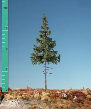 Fichte Hochstamm 4 Stück ca 8cm / Sommer