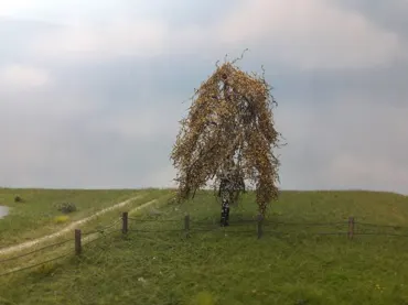 Hängebirke 1 Stück 10-13cm / Spätherbst