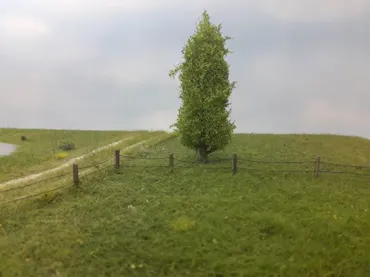 Pappel 1 Stück 10-13cm / Frühling