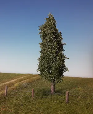 Pappel 1 Stück 10-13cm / Sommer