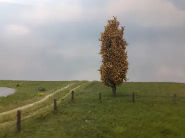 Pappel 1 Stück 10-13cm / Spätherbst