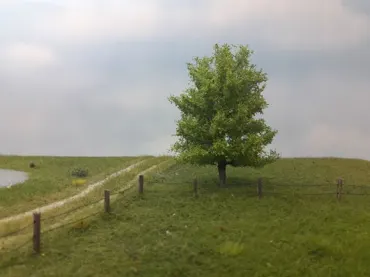 Espe 1 Stück 10-13cm / Frühling