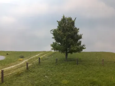 Espe 1 Stück 10-13cm / Frühherbst