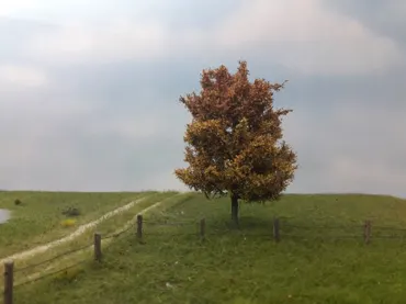 Espe 1 Stück 10-13cm / Spätherbst