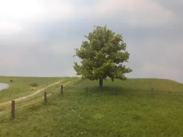 Buche 1 Stück 10-13cm / Frühling