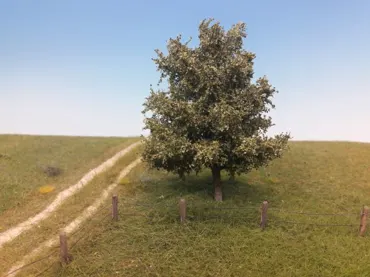 Buche 1 Stück 10-13cm / Sommer