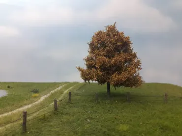 Buche 1 Stück 10-13cm / Spätherbst