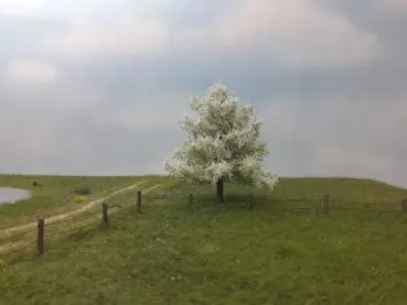 Apfelbaum 2 Stück ca. 8cm /Frühling