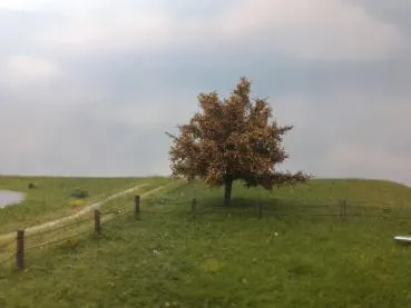 Apfelbaum 2 Stück ca. 8cm /Spätherbst