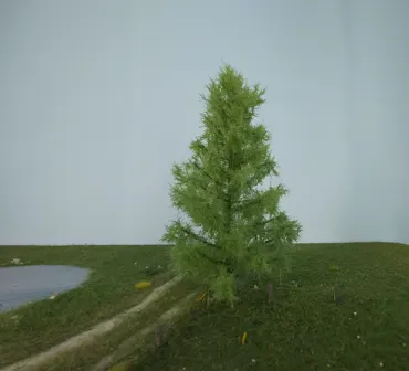 Lärche 1 Stück 17-22cm / Frühling