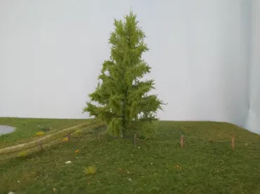 Lärche 1 Stück 17-22cm / Sommer