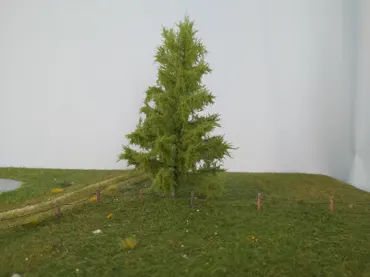 Lärche 2 Stück 8cm / Sommer