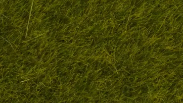Wildgras Wiese 6 mm 50g Beutel