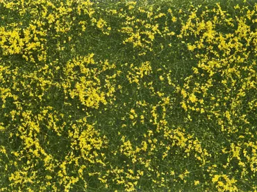 Bodendecker-Foliage Wiese gelb 12 x 18 cm
