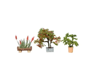 L-C Zierpflanzen in Blumentöpfen