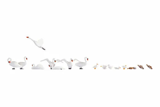 Schwäne und Enten
