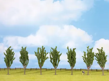 Pappeln, 7 Stück, 12 cm