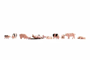 Schweine