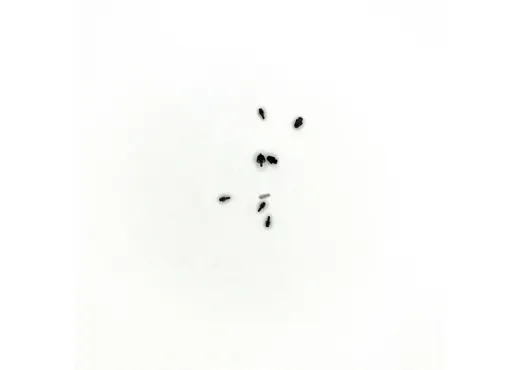 Lampe, Pfeife, Glocke, Lüfter