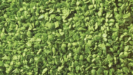 Laub hellgrün 50g Beutel