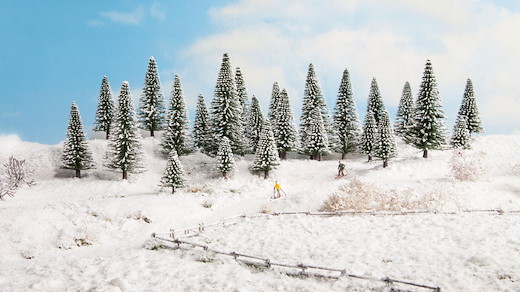 25 Schneetannen 3,5 - 9 cm