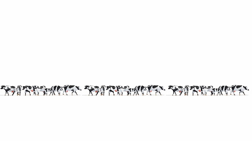 XL-Set Kühe schwarz-weiß