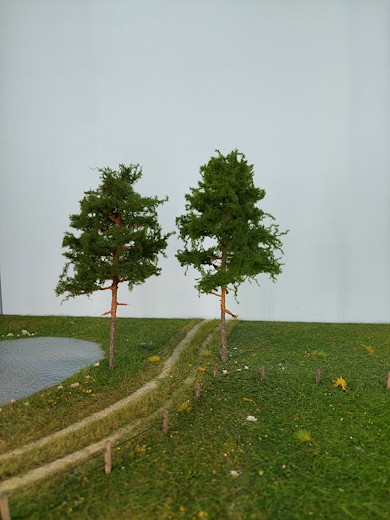 Rotkiefer 1 Stück 15-20cm / Sommer