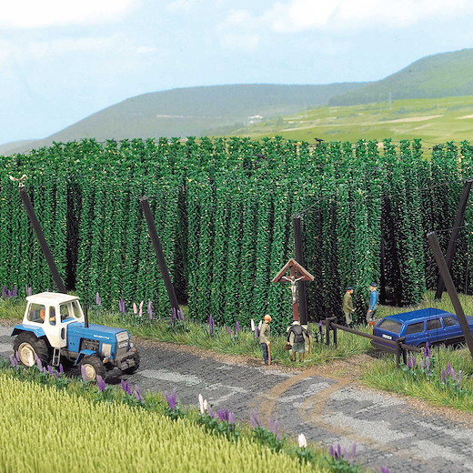 Hopfen