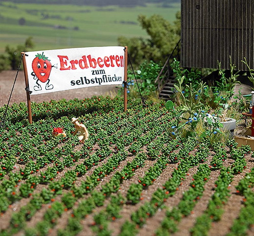 Erdbeerpflanzen