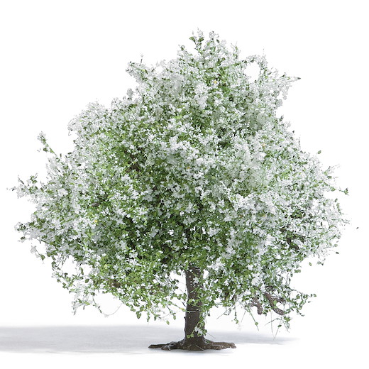 Apfelbaum 75 mm, blühend