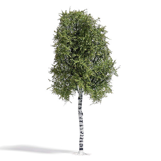 Birke 170 mm, Sommer