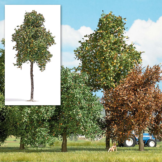 Platane 170 mm, Spätsommer