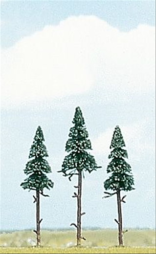 3 Hochstamm-Fichten